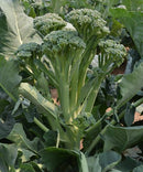 #BR1564-Green Island #2 F1