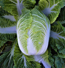 #CC1580-CR Spring Jewel F1