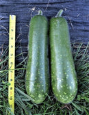 #HG1100-Fuzzy Star F1