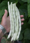 Pole Bean-Bai Bu Lao