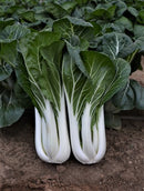 #PW1481-Tall Stem Bok F1