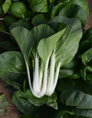 #PW1298-Big Choi F1