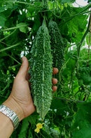 Indian Bitter Melon
