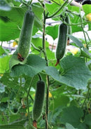 #HG1100-Fuzzy Star F1