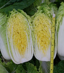 #CC1552-Mini Napa #2 F1