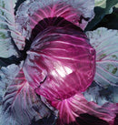 Purple Cabbage