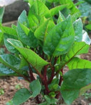 #MS1286-Red Stem