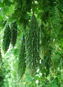Indian Bitter Melon