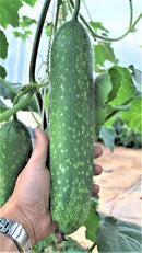 #HG1595-Mokwa Long F1