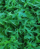 #MZ1346-Syaki Mizuna