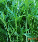 #MZ1346-Syaki Mizuna