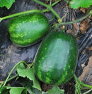 Wax Boy Immature Fruits