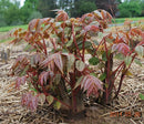 Chinese Toon tree with edible red leaves