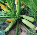 #SS1229-Green Fortune F1