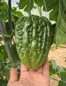 #BM1680-Green Apple F1