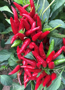 #PP1549-Happy Birds #3 F1