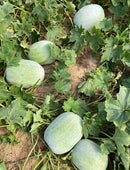 #WM1533-Wax Boy # 2 F1