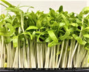 Microgreens HK -3