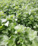 Japanese Perilla- Green Shiso