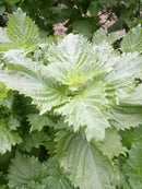 Japanese Perilla- Green Shiso