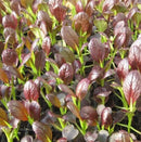 #PG1398-Purple Shanghai F1