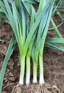 #LK1670-American Flag