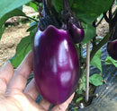 Chinese round eggplant 中国紫圆茄