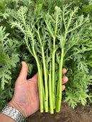 #TH1560-Long Stem #2