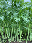 #TH1560-Long Stem #2