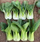 #PG1709-Lunar Queen No. 2 F1