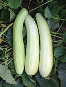 #MP1662-Bai Gua No.1