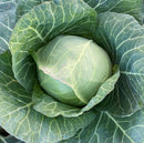 #CA1690-Tokyo Early F1