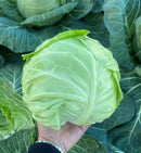 #CA1690-Tokyo Early F1