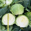 #CA1690-Tokyo Early F1