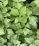 #MB1636-Kanto Mitsuba