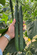 #CM1590-China Long #2 F1