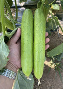 Chinese cucumber in hand