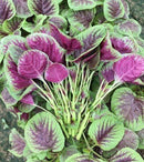 Edible Amaranth