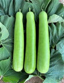 Indian long bottle gourd