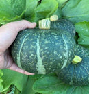 #SW1566-Litian #3 F1