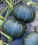 Kabocha-Zao Feng hybrid