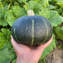 Kabocha- Zao Feng hybrid