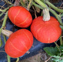 #SW1419-Scarlet Asia F1