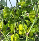 #PP1612-Shangri-La F1