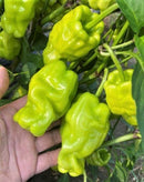 #PP1612-Shangri-La F1