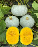 #SW1639- Kabocha Silver F1