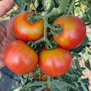 Cluster of red tomatoes with green shoulders on the vine.