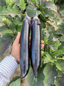 Chinese black eggplant