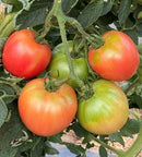 #TM1606-Pink Lady F1