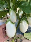 #EP1594-White Egg F1